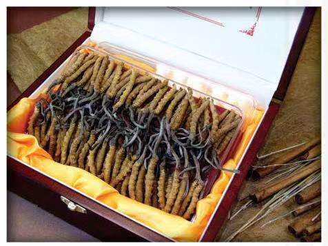 青山湖冬虫夏草回收